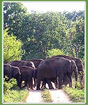 Corbett National Park