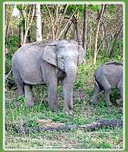 Elephant Corbett National Park