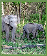Elephants in Corbett National Park