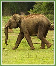 Elephant in Kanha  National Park