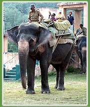 Elephant Back Safari Corbett