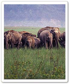 Elephants