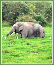 Elephant in Kaziranga National Park