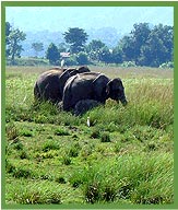 Elephants Kaziranga National Park