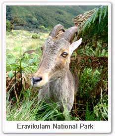 Nilgiri Thar in Eravikulam National park