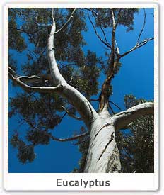 eucalyptus-tree