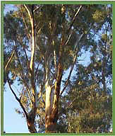 Eucylyptus Tree