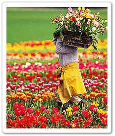 Valley of Flowers