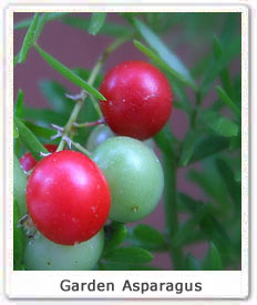 Garden Asaparagus