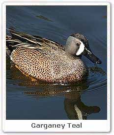 Garganey Teal