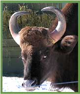 Gaur