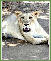 Lion in Gir national Park