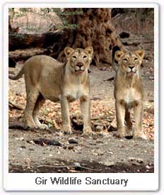 Indian lions in Gujarat in Gir a wildlife sanctuary