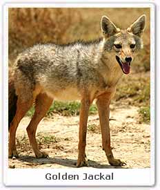 Golden Jackal