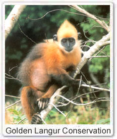 Golden Langur Conservation Project