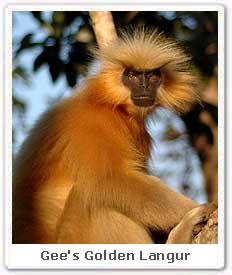 Gee's Golden Langur