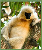 Golden Langur Conservation 