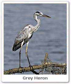 Grey Heron