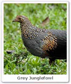 Grey Junglefowl