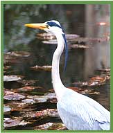Grey Heron