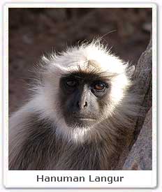 Hanuman Langur 