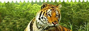 Tiger in Jungle