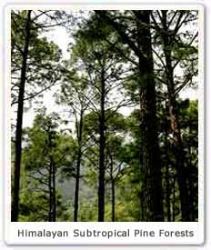 Himalayan Subtropical Pine Forests
