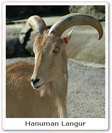 Himalayan Tahr