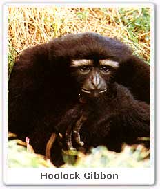 Hoolock Gibbon