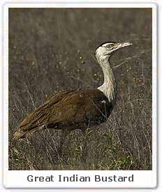 Great Indian Bustard 