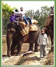 Elephant Safari in India