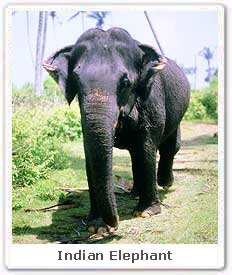 Indian Elephant