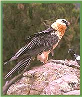 Lammergeier
