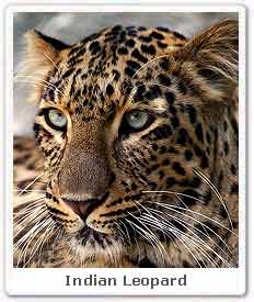 Indian Leopard 