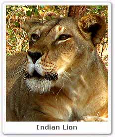 Indian Lion