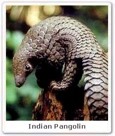 Indian Pangolin