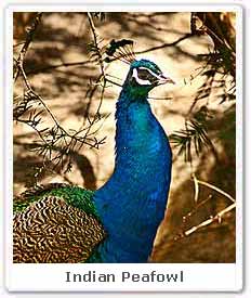 Indian Peafowl