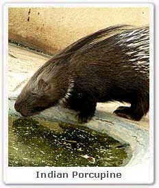 Indian Porcupine