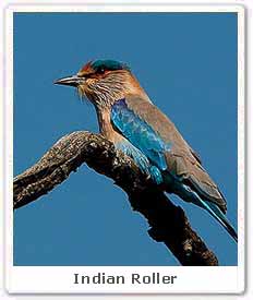 Indian Roller