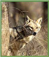 Golden Jackal