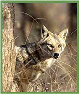 Golden Jackal