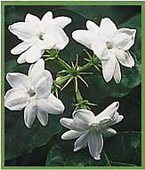 Jasmine Plant