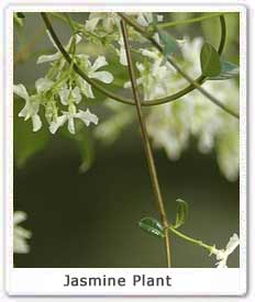 Jasmine Plant