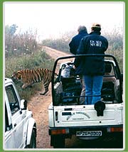 Jeep Safari in corbett