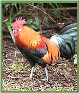 Red Junglefowl