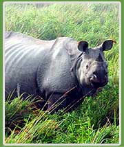 Kaziranga National Prk