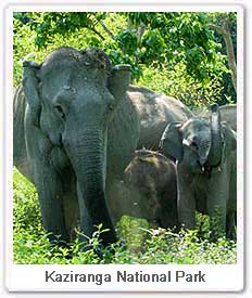 Elephant in Kaziranga National Park