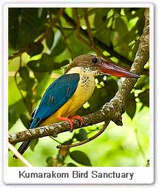 Pelargopsis Capensis,Kumarakom Bird Sanctuary, Kerala