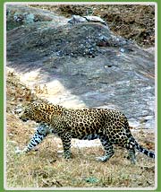Leopard Bandhipur