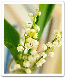 Flower in a vase 